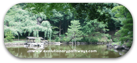 Pond In A Peaceful Rainforest Setting